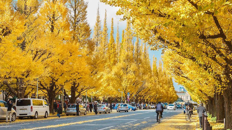 🍂 메이지 신궁 외원 은행나무길 (메이지진구 가이엔 이초나미키) 이미지 1